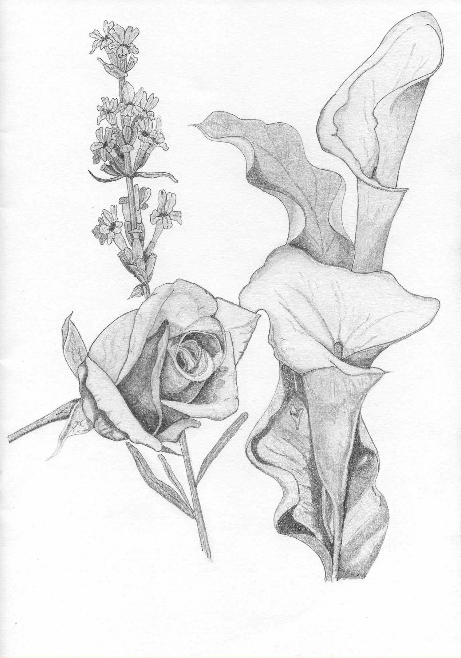 Pencil illustration of flowers